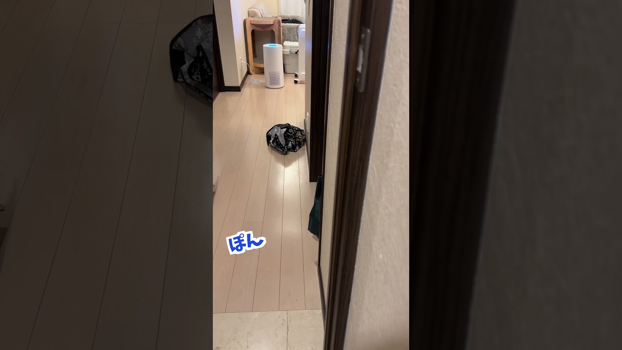 あのワードを言ってもなかなか来ない猫 #shorts