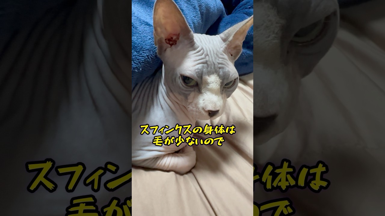 脂症のお父さんも知らないスフィンクス猫の話し#shorts #cat #cat #猫 #sphynx #猫のいる暮らし