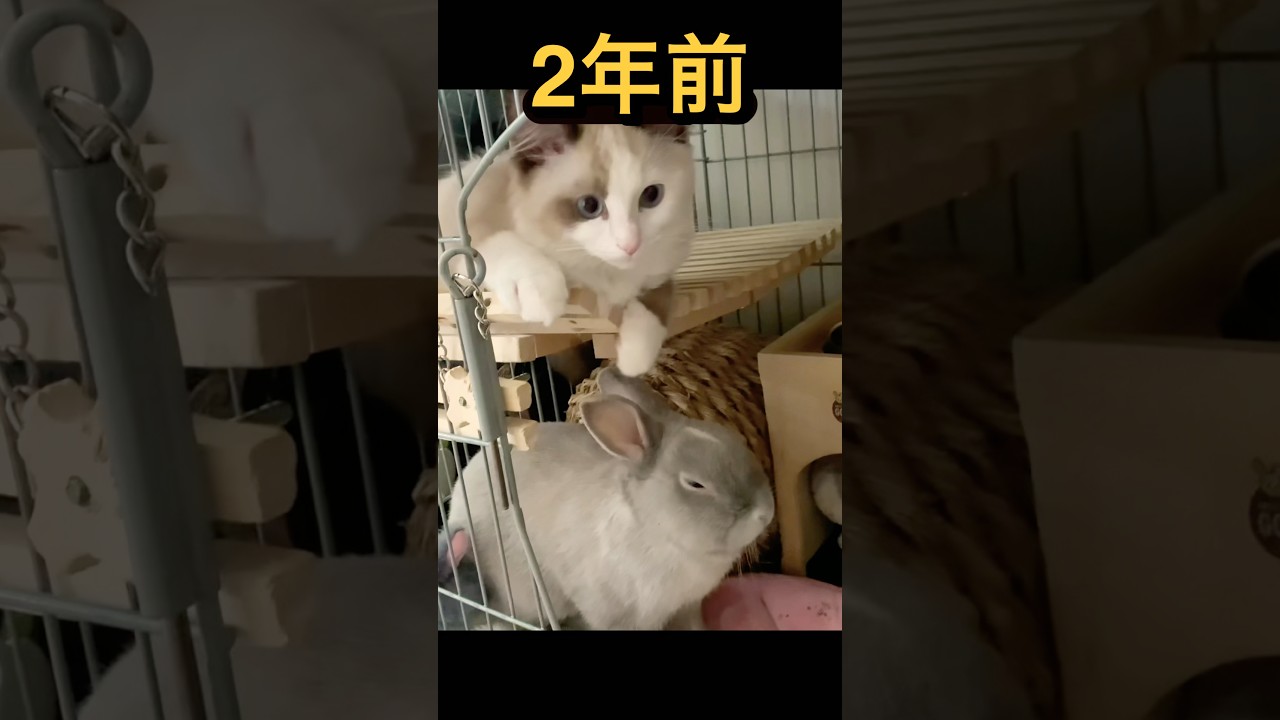 【猫うさぎ動画】ラグドールの成長エグっ😈#shorts #猫 #ラグドール #うさぎ #rabbit #cat