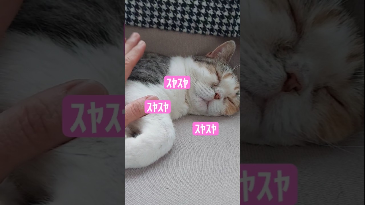 😻あやすと寝る猫 #shorts #cat #マンチカン