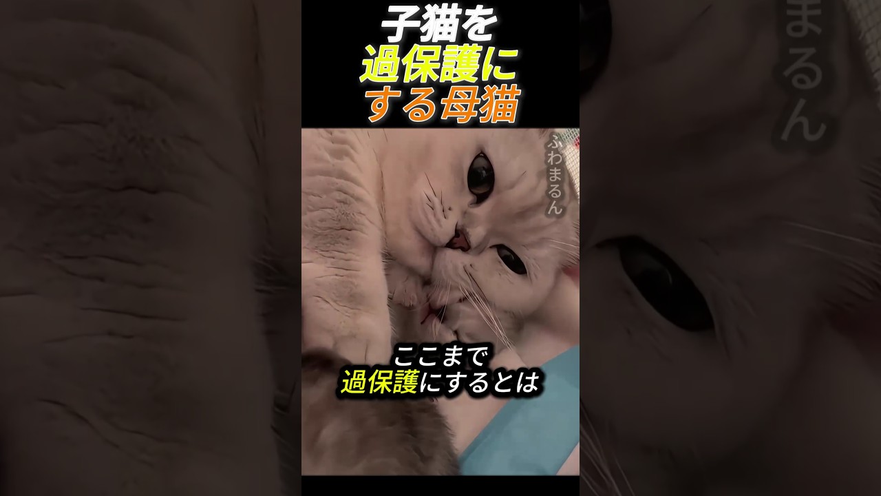 子猫を過保護にする母猫        #動物 #猫 #子猫 #可愛い #猫の親子 #癒し
