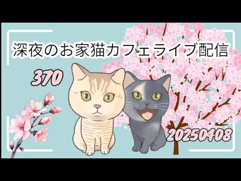 深夜のお家猫カフェライブ配信 ３７０