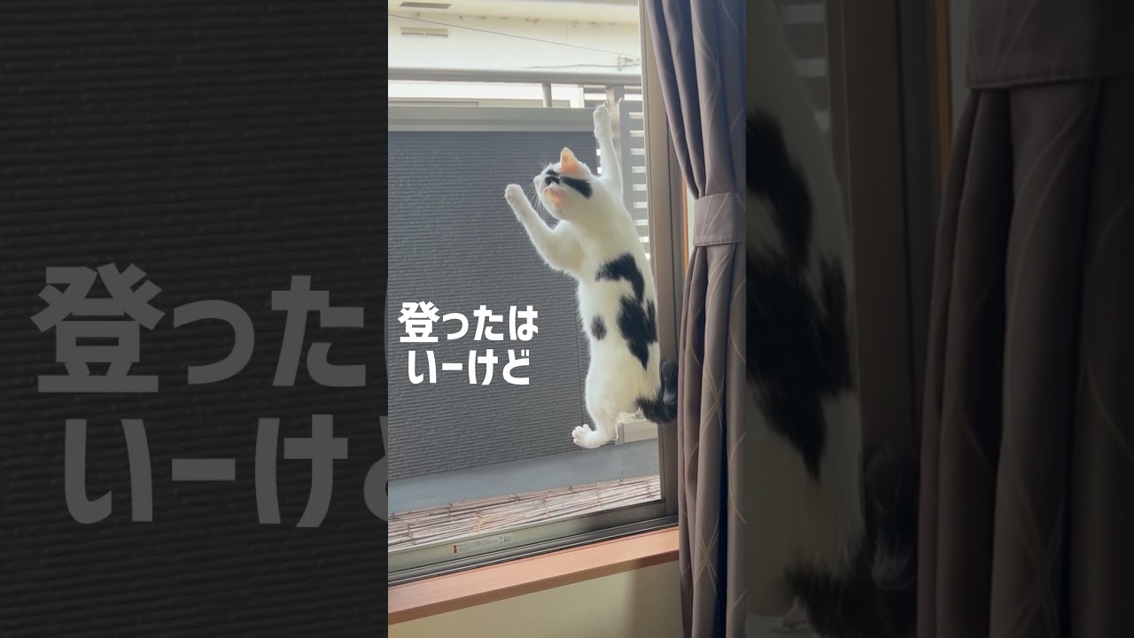 網戸を上るがだん高さにビビるミルねーさん#保護猫 #ねこ #猫のいる暮らし #ミルねーさん #cat