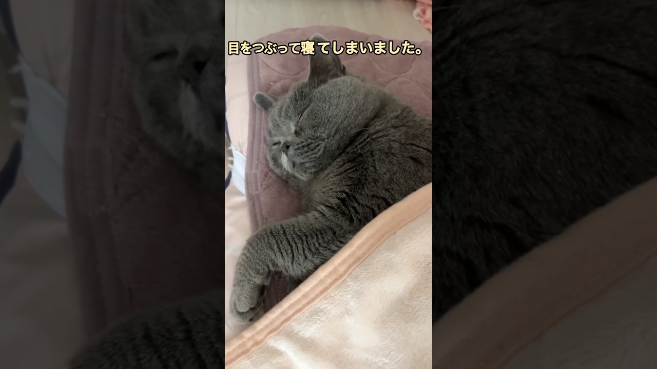 ブリティッシュショートヘアーは布団を被って寝てる。#shorts #cat #sleep #vlog #japan #neko #猫 #ねこ #日常 #日本 #生活 #寝る#cute #클로바더빙
