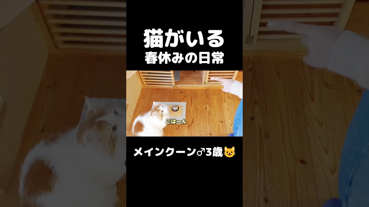 娘に返事するメインクーン #猫のいる暮らし #猫 #メインクーン