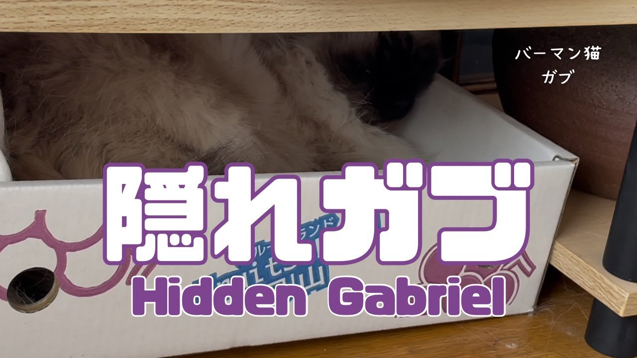 バーマン猫ガブ【隠れガブ】Hidden Gabriel（バーマン猫）Birman/Cat