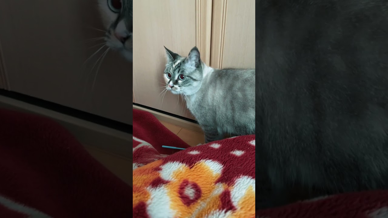 【猫の恩返し】療養中の飼い主へのお見舞いの品　　#shorts  #return of the cat