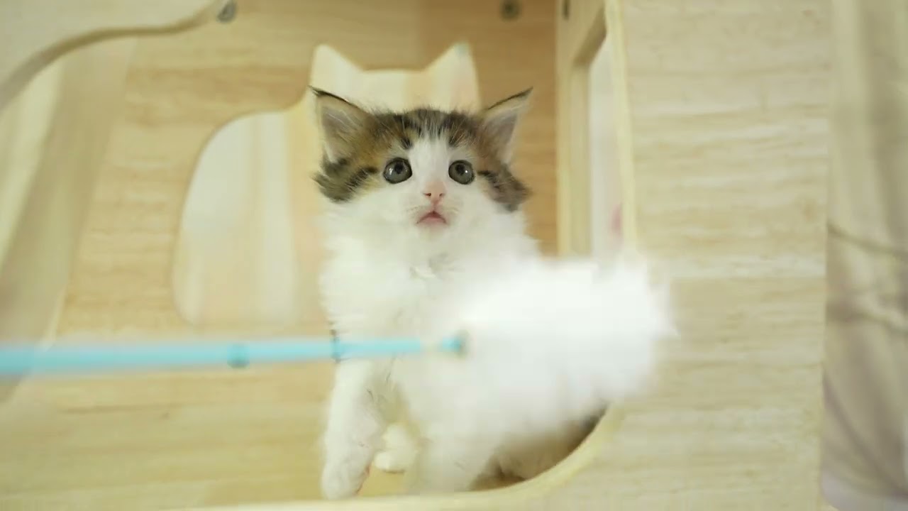 ノルウェージャンフォレストキャット 総額表示！！全て込みの価格です🐱　毛色：ブラウンタビー＆ホワイト＆ホワイト