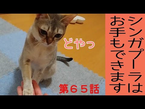 【猫と独身男子の日常】シンガプーラはお手もできる！