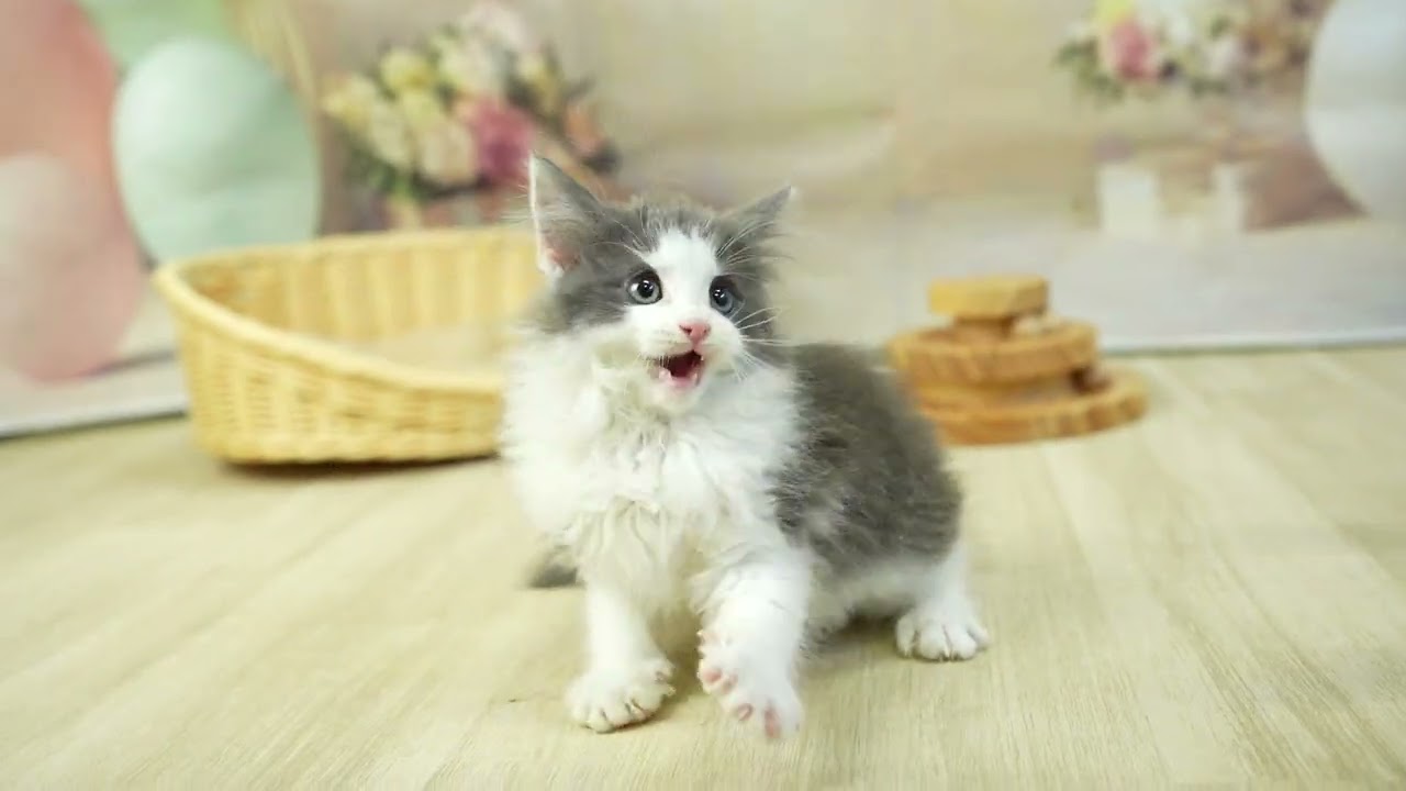 ノルウェージャンフォレストキャット 総額表示！！全て込みの価格です🐱　毛色：ブルー＆ホワイト