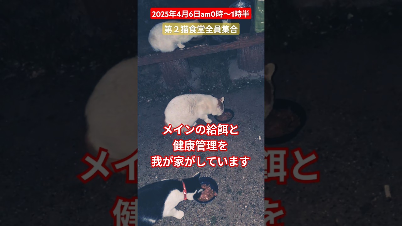 【2025年4月6日am0時〜1時半】第２猫食堂全員集合🩷#外猫の暮らし