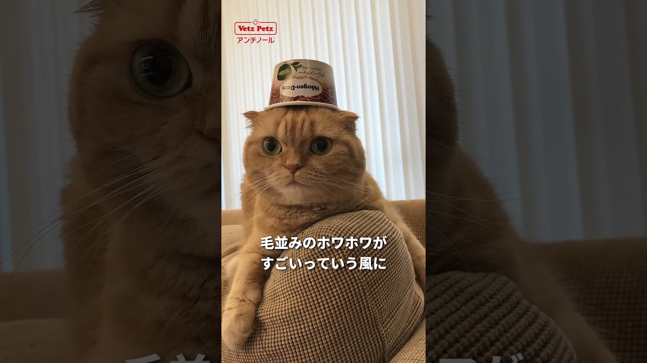 スコティッシュ・フォールドのきなこちゃん🐱の飼い主さんにインタビュー！【第1弾】