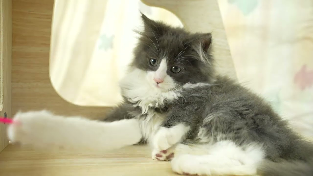 ノルウェージャンフォレストキャット 総額表示！！全て込みの価格です🐱　毛色：ブルー＆ホワイト