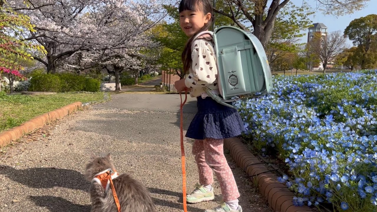 公園デビューをする猫　サイベリアン