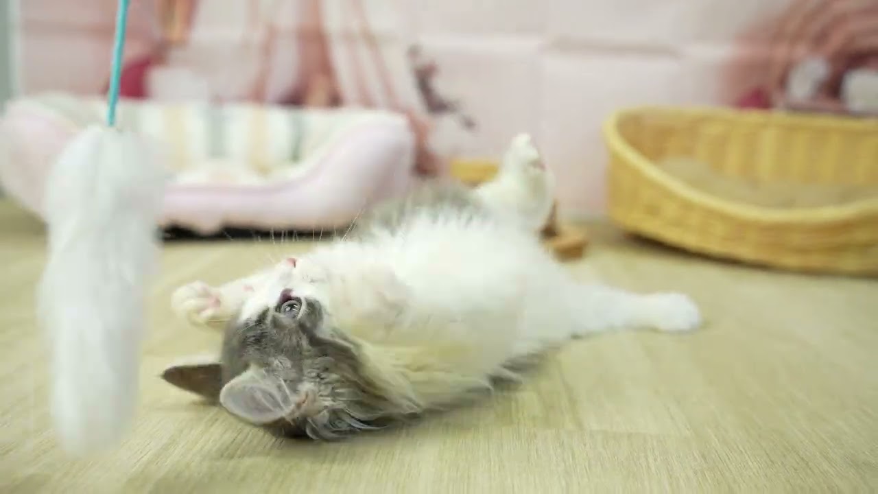 ノルウェージャンフォレストキャット 総額表示！！全て込みの価格です🐱　毛色：ブルータビー＆ホワイト