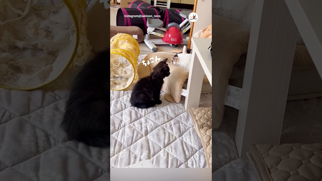 ママの温もりを先輩ねこに求めた結果｜PECO