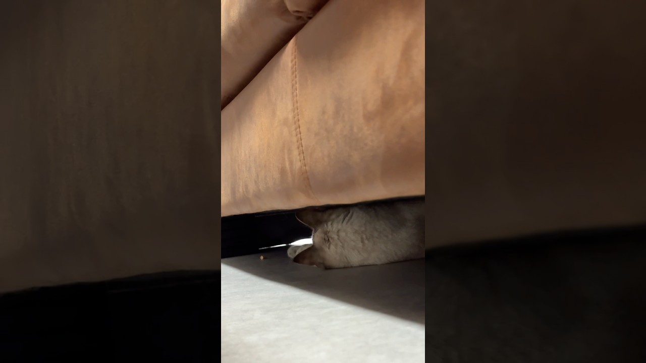 猫砂遊びしてたみたい　#シャムトラ #元保護猫 #シャムミックス  #cat #猫耳 #kitten  #猫耳 #siamesemix