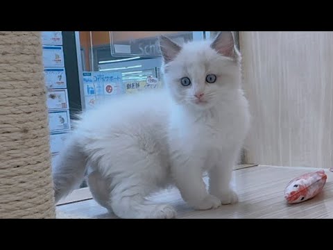【2025/3/28撮影公開】ラグドール ブルーポイントバイカラー 男の子 入店早々の動画を大公開！綺麗なブルーの瞳に釘付けだにゃ♡