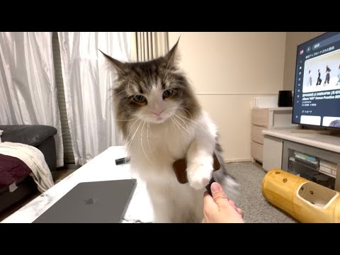 ブラッシングが気に入らなくてさりげなく拒否する猫がかわいすぎたw