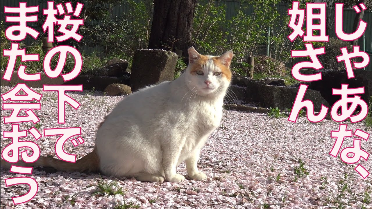 心を閉ざした女王猫、腎不全猫の最期を看取る "Alright then,Dear Madam-cat."