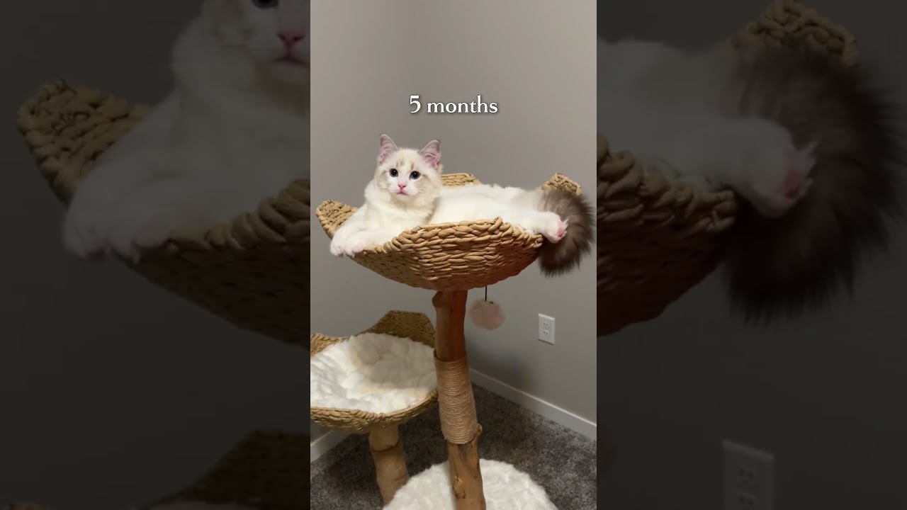 Dear Dream, You're 1 Year Old!