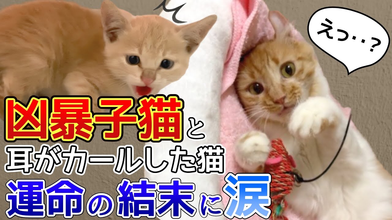 【総集編】凶暴子猫と耳がカールした猫を会わせたら…運命の結末に涙 〜1年半の全記録