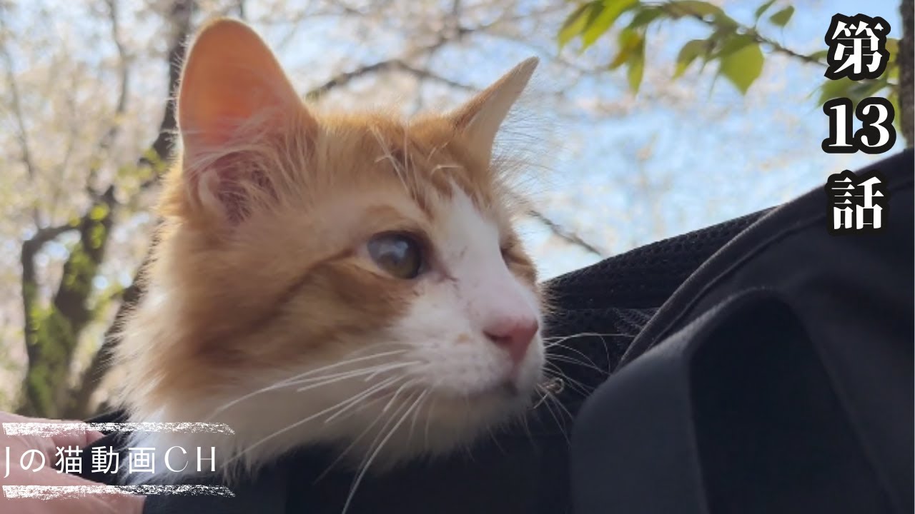 #13　桜見れるかなぁ（保護猫）発症から5日目