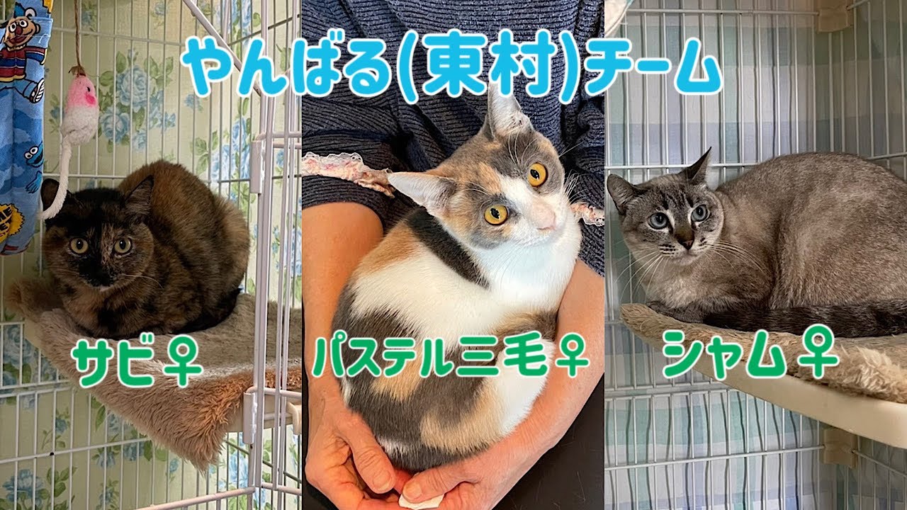 【沖縄っ子第1便隊の園長宅】手強いあの子がまさかの陥落！