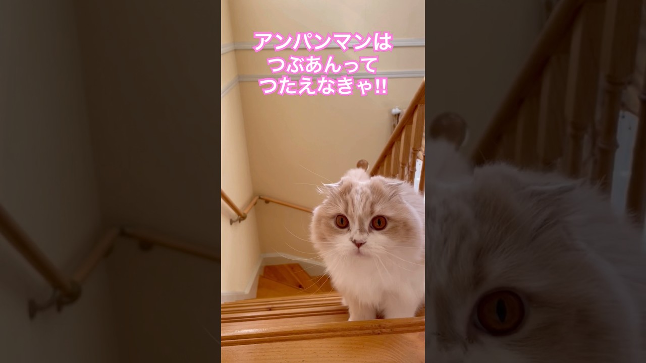 みんなに伝えなきゃ！#エッホエッホの歌#スコティッシュフォールド #猫動画#猫かわいい#cat #shorts