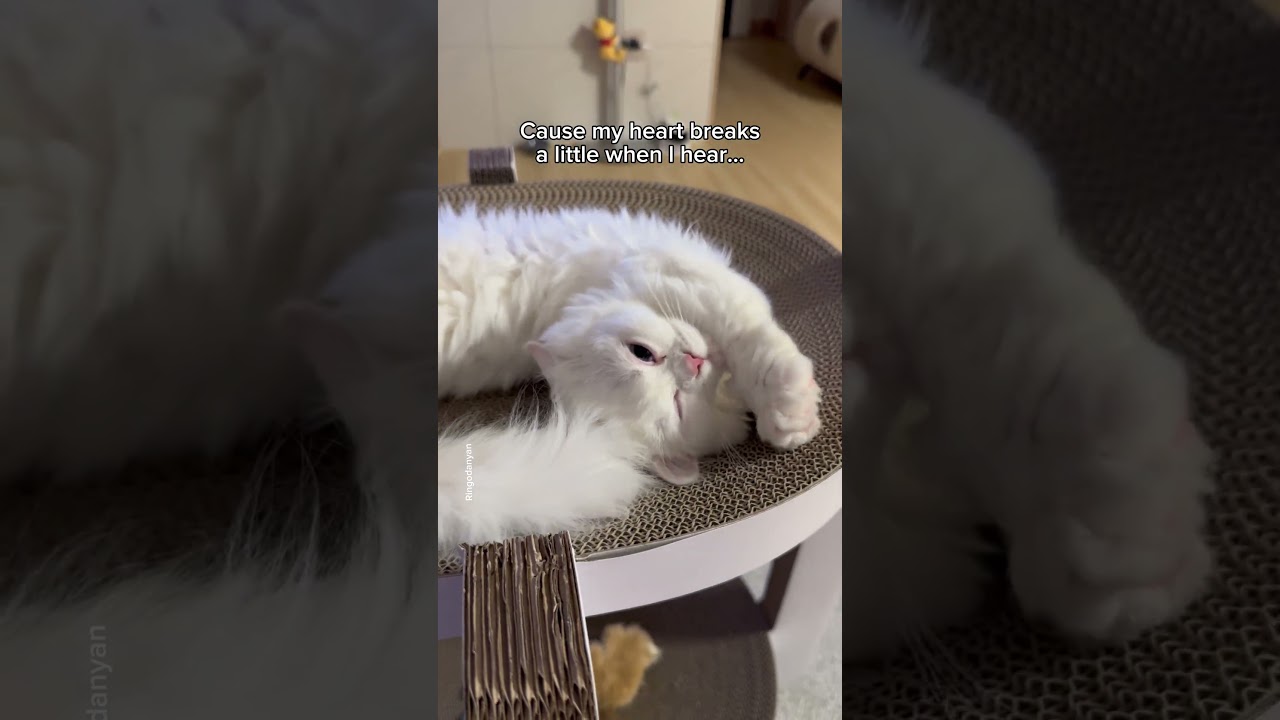 Oh, just ten more minutes! come on!🥱 #shorts #cat #funny