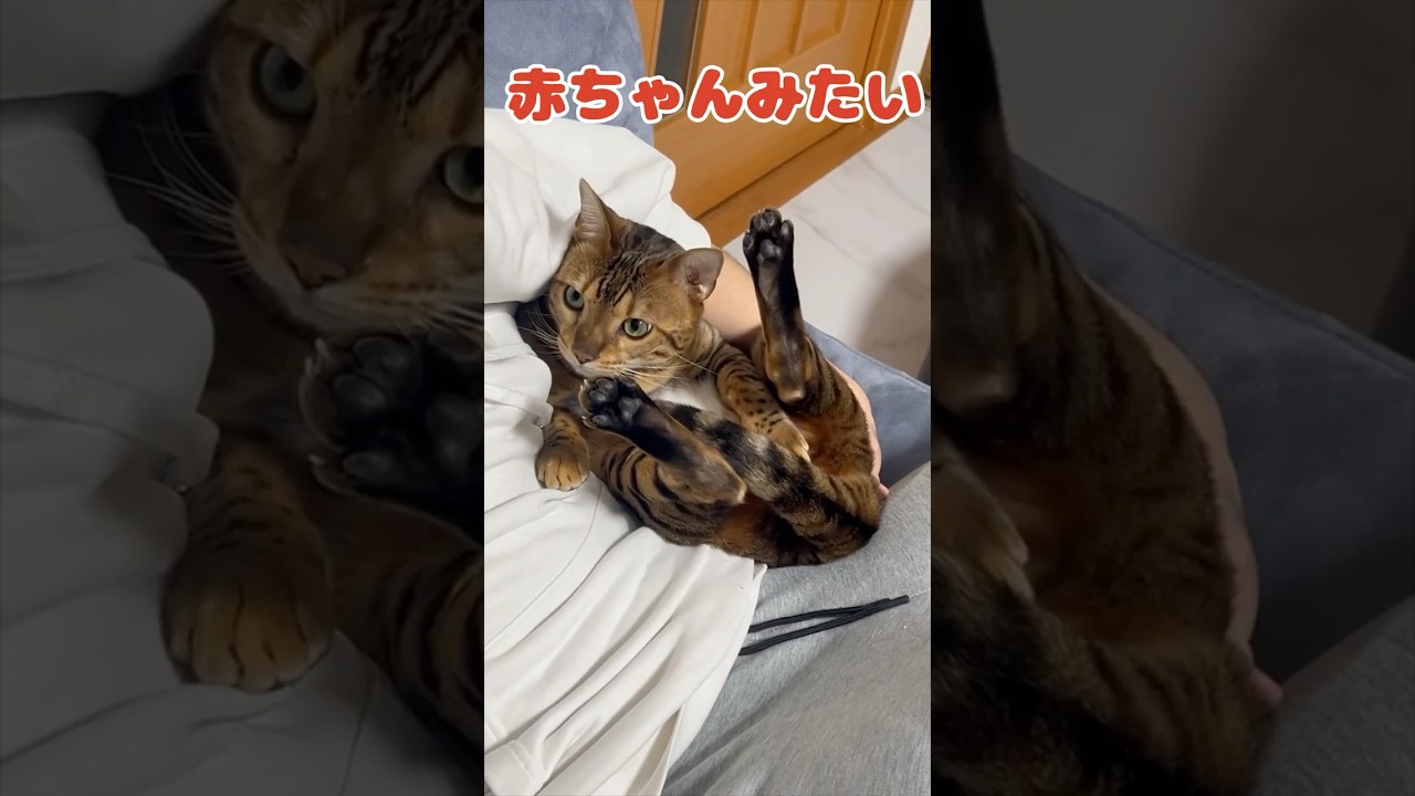 【猫】ヒョウ柄のベンガルの肉球