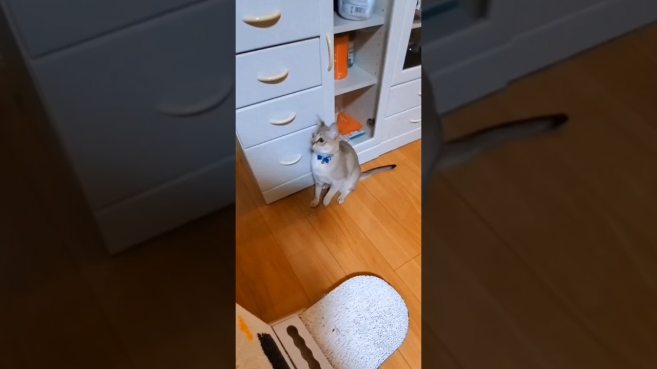 えっほ！えっほ！みんにゃに伝えなきゃにゃん🐱#shorts #シンガプーラ#cat