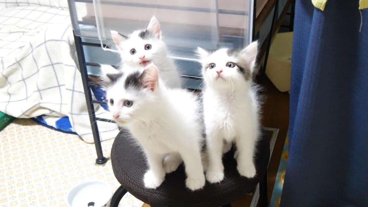 ジャンピング子猫が準備中のママに飛びまくる。【赤ちゃん猫　保護猫】