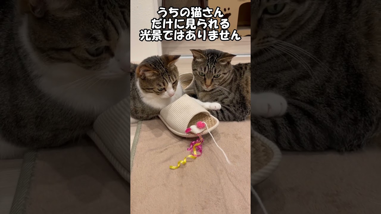 【魚屋と猫】兄妹猫の譲り合い #ねこ #保護猫 #可愛い