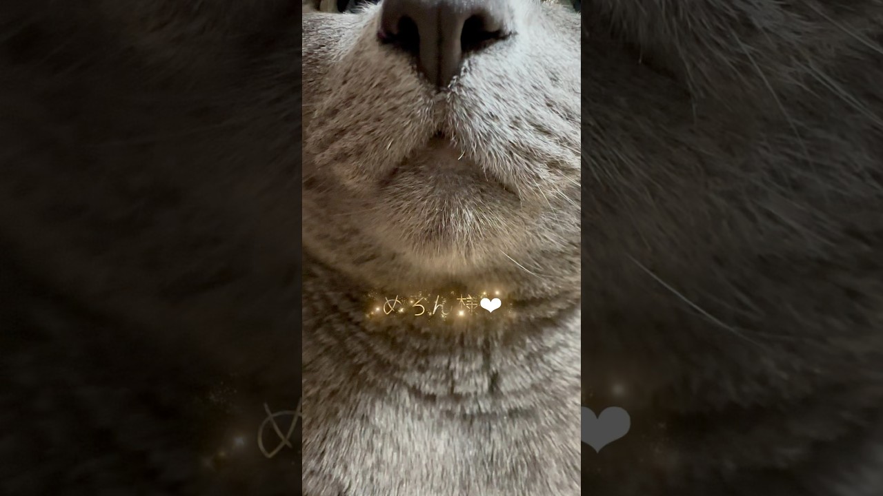 【ロシアンブルー】めろん♡お気に入りの場所で香箱座り🥰【猫】#shorts