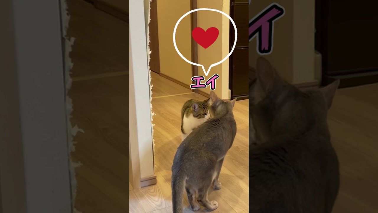 ニャン斗の拳17 ～出川さんと上島さん編～ shorts #猫 #アビシニアン
