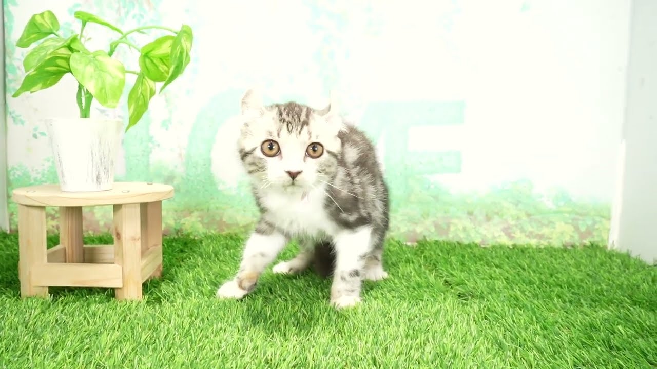 Coo&RIKU　No00678992 アメリカンカール