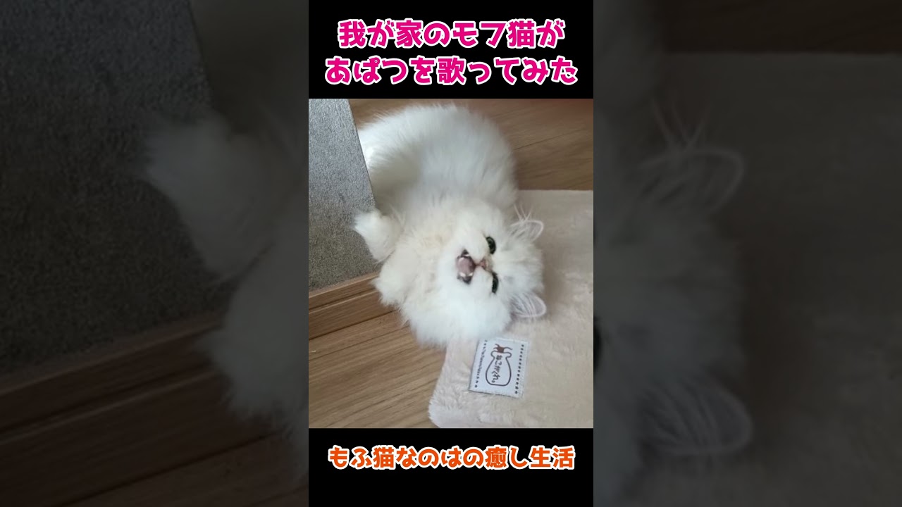 上目遣いのあぱつ猫がカワイすぎる！【ペルシャ】 #子ネコ #ねこ