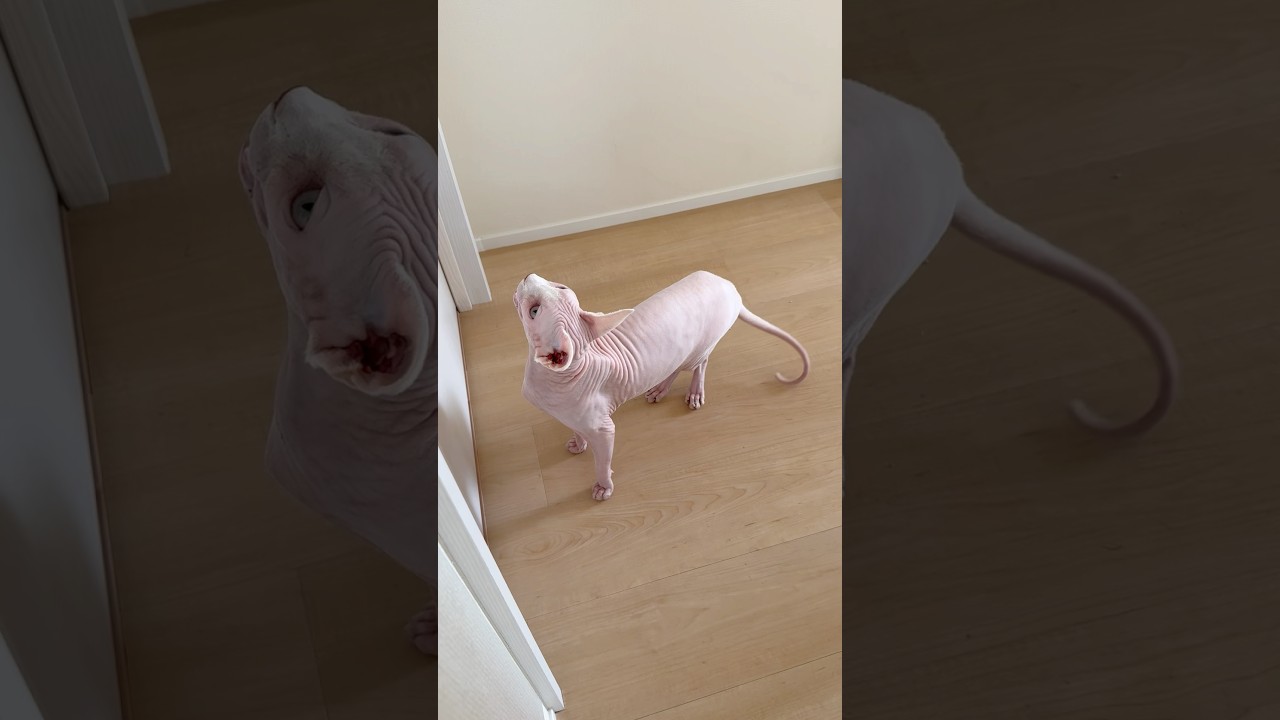 毛のない猫の鳴き声【スフィンクス】