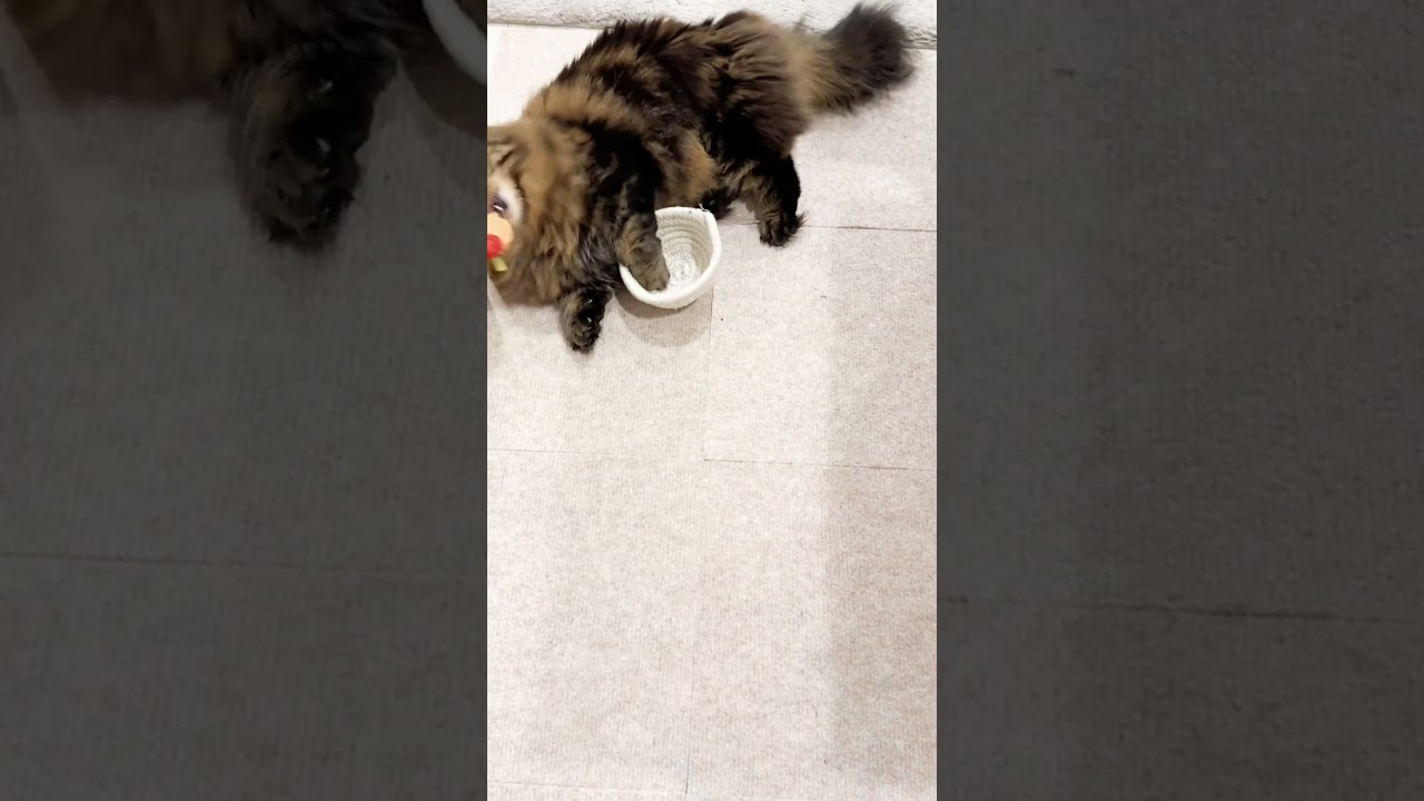 盾を駆使して戦うアーサー王【マンチカンのアーサー】 #Shorts