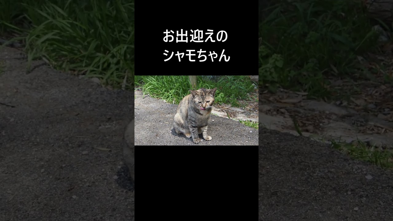 お出迎えのシャモちゃん2025/04/08  #shorts  #猫好き #ネコ  #地域猫
