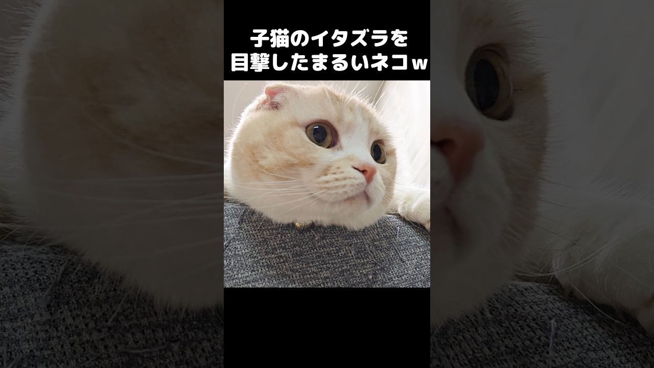 子猫のイタズラを目撃したまるい猫はこうなる...笑