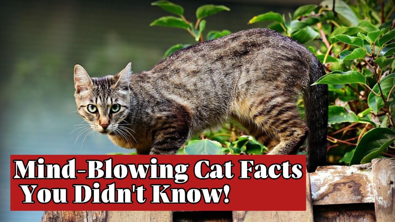 Mind-Blowing Cat Facts: What Makes Cats So Special?