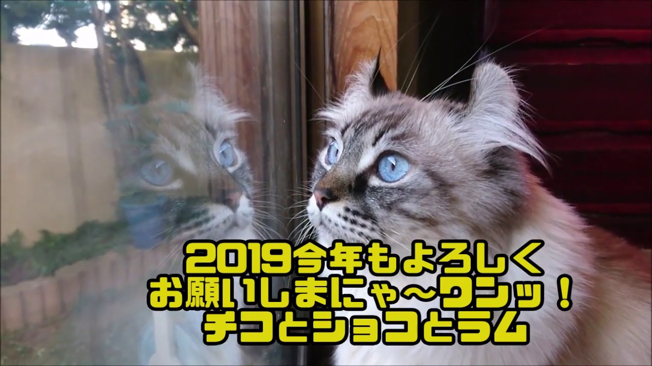 Chillin Chillin アメリカンカールのチコ＆アメショのショコ＆コーギーのラム　2019も宜しくお願いします♡タマとクロベーもね！ Americancurl cat!