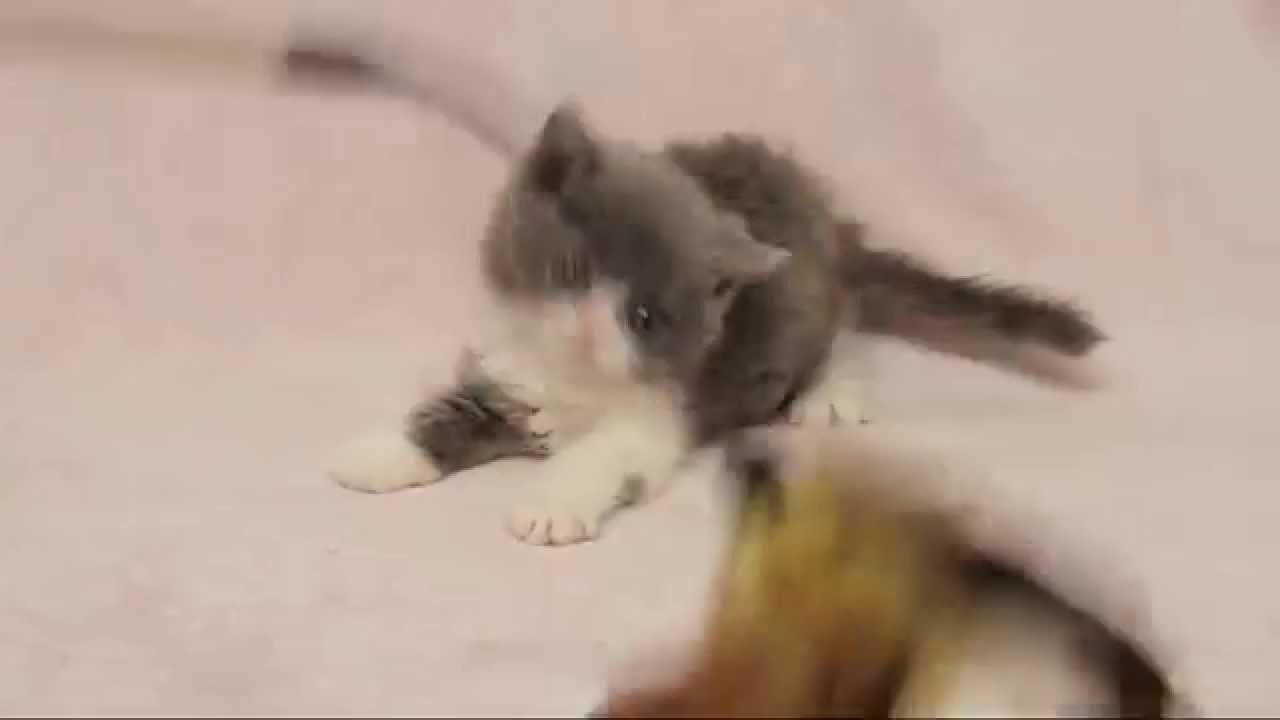 セルカークレックスロングヘア ブルー＆ホワイトの男の子