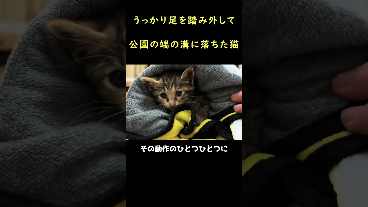 溝に落ちた子猫を救う！