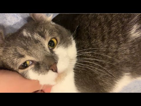 たぴをさするとこんな音がします #アメリカンカール #今日のたぴ #2025.4.8