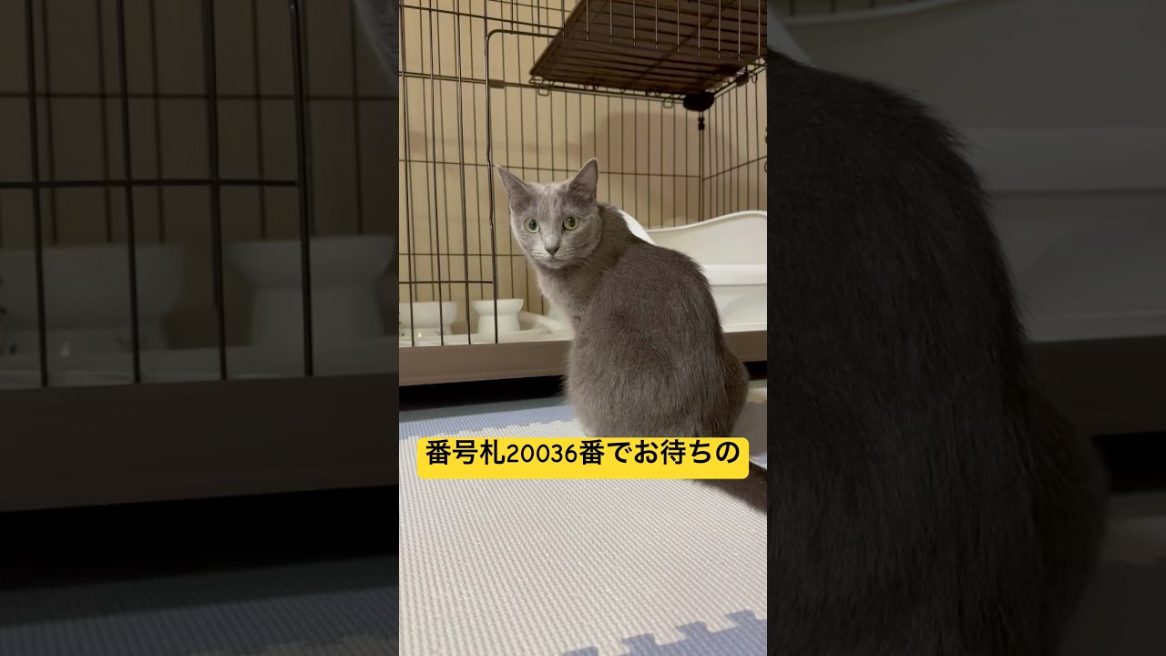 【猫ロシアンブルー】そらちゃん❤️大人気の うどん屋さん に来店する(笑)#shorts