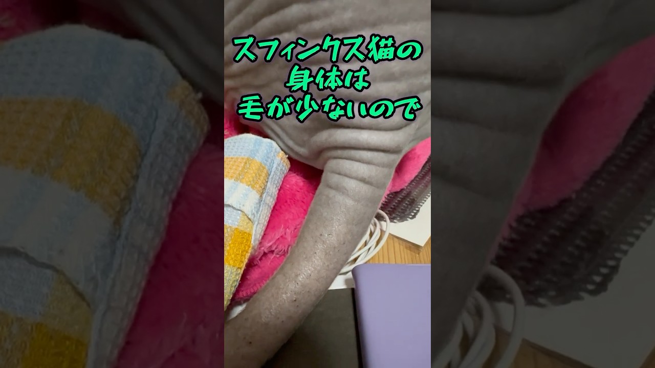 脂症のお姉さんも知らないスフィンクス猫の話し#shorts #cat #猫 #sphynx #猫のいる暮らし