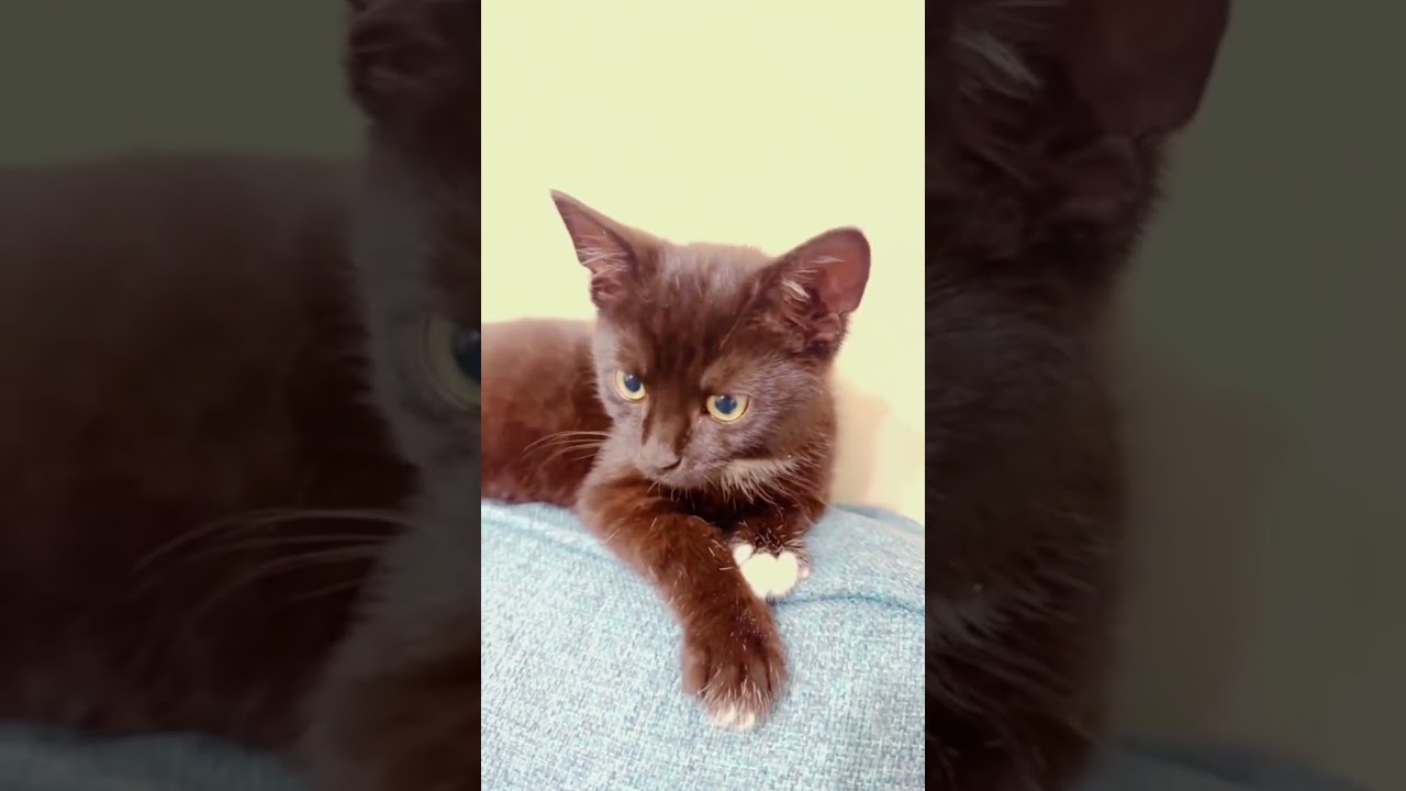 Warning: This video may melt your heart. #cat #cute #funny #catlaughs #catperson #catworld